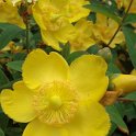 Hypericum 'Hidcote' fleur P2B P2C